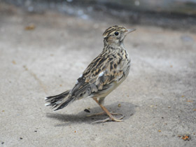 Фото Полевой жаворонок