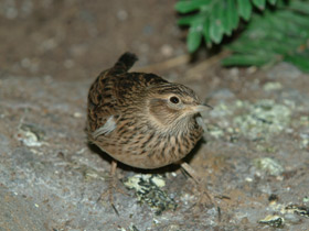 Фото Полевой жаворонок