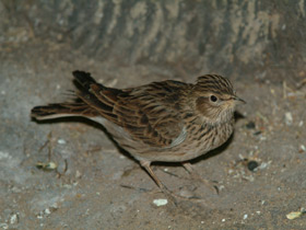 Фото Полевой жаворонок