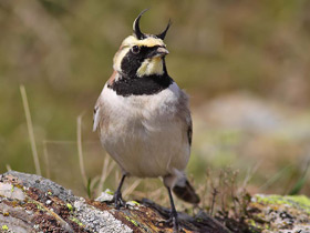 Смотреть фото Рогатый жаворонок Фото Рогатый жаворонок