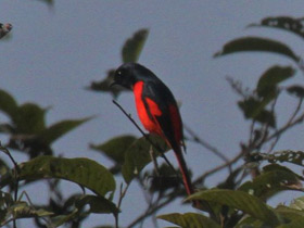 Смотреть фото Короткоклювый длиннохвостый личинкоед Фото Короткоклювый длиннохвостый личинкоед