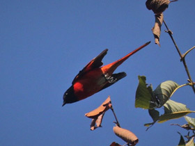 Смотреть фото Чёрно-красный личинкоед Фото Чёрно-красный личинкоед