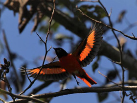 Смотреть фото Гималайский огненный личинкоед Фото Гималайский огненный личинкоед