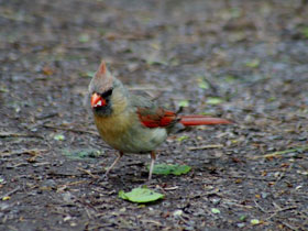 Смотреть фото Красный кардинал Фото Красный кардинал