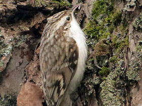 Фото Европейская пищуха