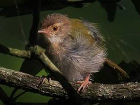 Фото Краснолобая портниха