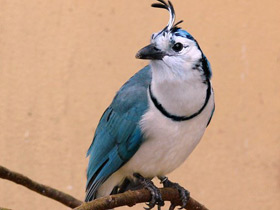 Сорочья сойка Сорочья сойка