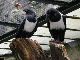 Фото Пегий ворон