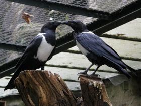 Фото Пегий ворон