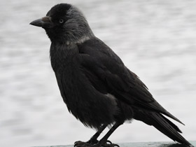 Смотреть фото Массовые нашествия животных Фото Массовые нашествия животных