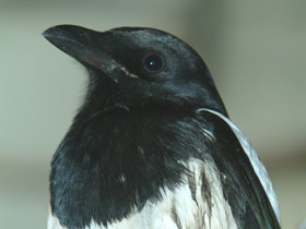 Галка Галка