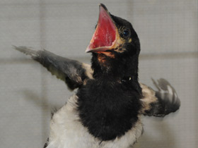 Фото Сорока