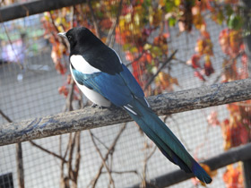 Фото Животные в русских народных сказках