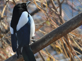 Сорока Сорока