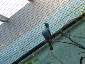 Смотреть фото Блестящая котинга Фото Блестящая котинга