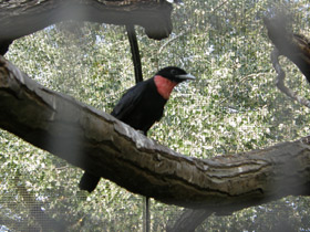 Смотреть фото Пурпурногорлый плодоед Фото Пурпурногорлый плодоед