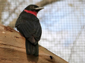 Смотреть фото Пурпурногорлый плодоед Фото Пурпурногорлый плодоед