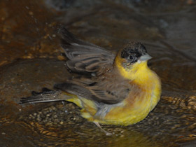 Смотреть фото Черноголовая овсянка Фото Черноголовая овсянка
