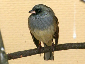 Фото Седоголовая овсянка