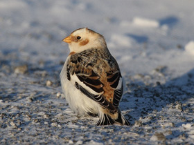 Фото Пуночка
