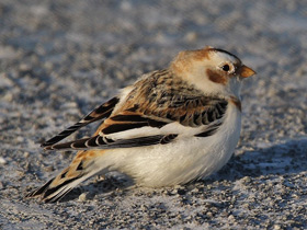 Лесник Николай Лесник Николай