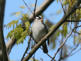 Фото Белобровая овсянка
