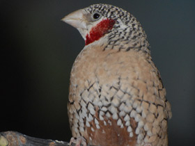 Фото Красногорлая амадина