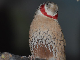 Фото Красногорлая амадина