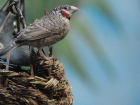 Фото Красногорлая амадина
