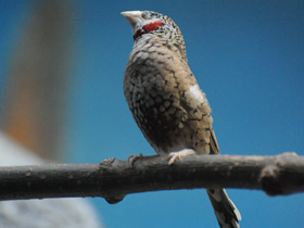 Фото Красногорлая амадина