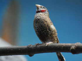 Фото Красногорлая амадина