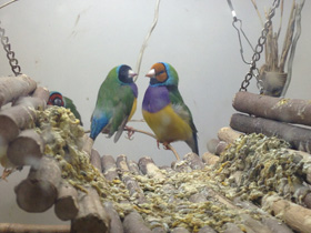 Смотреть фото Амадина Гульда Фото Амадина Гульда