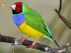 Амадина Гульда Амадина Гульда