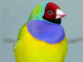 Амадина Гульда Амадина Гульда