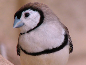 Кольчатый астрильд Кольчатый астрильд