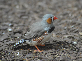 Фото Зебровая амадина