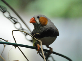 Фото Зебровая амадина