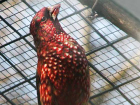 Смотреть фото Большая чечевица Фото Большая чечевица