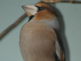 Смотреть фото Дубонос Фото Дубонос