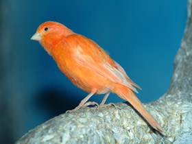 Канарейка Канарейка