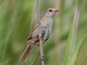 Фото Японская камышовка
