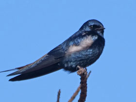 Фото Голубая настоящая ласточка
