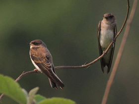 Фото Малая береговая ласточка