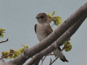 Смотреть фото Северная пампасная ласточка Фото Северная пампасная ласточка