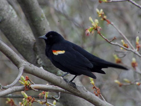 Смотреть фото Красноплечий чёрный трупиал Фото Красноплечий чёрный трупиал