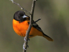 Смотреть фото Балтиморская иволга Фото Балтиморская иволга