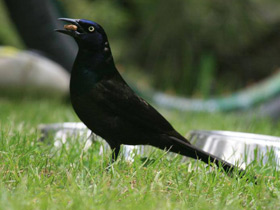 Смотреть фото Обыкновенный гракл Фото Обыкновенный гракл