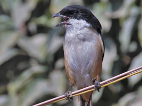 Смотреть фото Длиннохвостый сорокопут Фото Длиннохвостый сорокопут