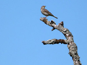 Смотреть фото Странный наряд Фото Странный наряд