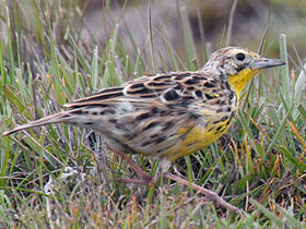 Фото Скворцовый конёк Шарпа